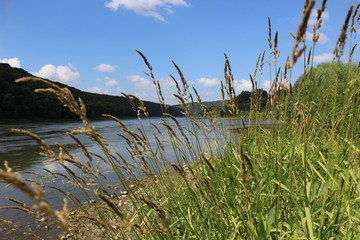 green shore on river background