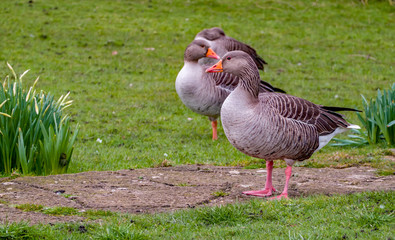 Grey lag goose keeping watch over the rest of the flock resting in the village of Horning in the heart of the Norfolk Broads