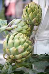 Freshly picked artichoke exposed for sale Healthy Mediterranean food that prevents the appearance, cholesterol of the Vega Baja of Alicante, Almoradí