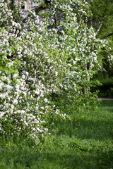 trees of apple, cherry, pear blossom in spring in a city park, garden