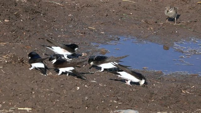 Mehlschwalben (Delichon urbicum) sammeln Nistmaterial an Pf&uuml;tze