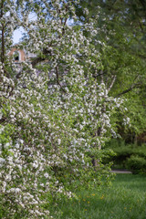 trees of apple, cherry, pear blossom in spring in a city park, garden