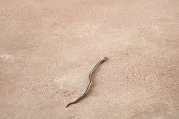 One small black snake on dirty concrete floor at home in rainy season. Dangerous for people.