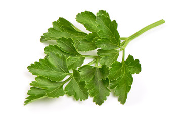 Fresh organic parsley, isolated on white background