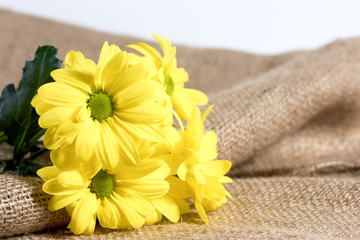 Bouquet of yellow chrysanthemums , isolated on a white background.