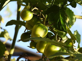 Closeup of green cherry tomatoes