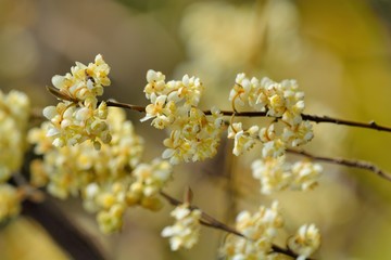  Wild pepper(Litsea cubeba) flower bloom, spire stone in Hsinchu, Taiwan