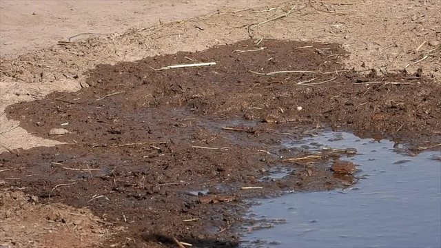 Mehlschwalben (Delichon urbicum) sammeln Nistmaterial an Pf&uuml;tze