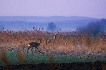 European roe deer - Capreolus capreolus on morning field
