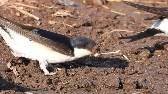 Mehlschwalben (Delichon urbicum) sammeln Nistmaterial an Pf&uuml;tze