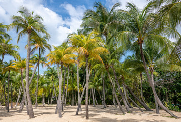 Fototapeta na wymiar Forest of palm trees on a South Pacific island near Singapore