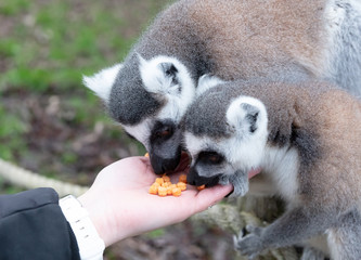 Ring-tailed Lemur eating