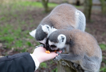 Ring-tailed Lemur eating