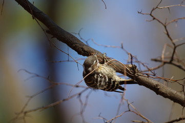 コゲラ　♂