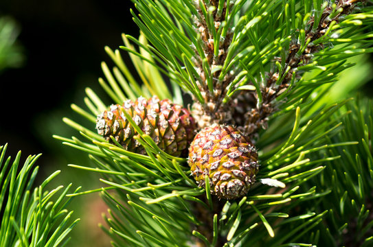 two cones growing on a pine tree