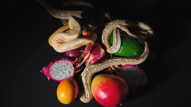 Shooting of exotic fruits and ball pythons