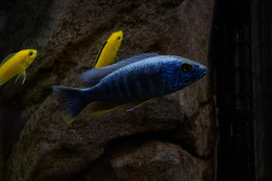 multicolors fish in an aquarium on a dark background with selective focus