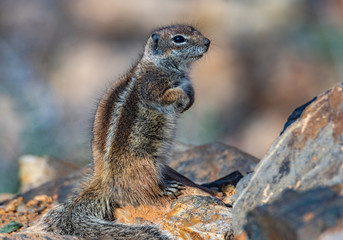 Chipmunk Berber or American ground squirrel in Fuerteventura