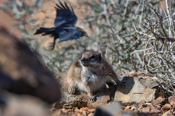 the squirrel guarding the herd noticed a predatory raven