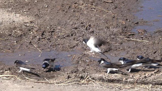Mehlschwalben (Delichon urbicum) sammeln Nistmaterial an Pf&uuml;tze