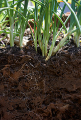 Cross-sectional picture of spring onions and roots in the soil