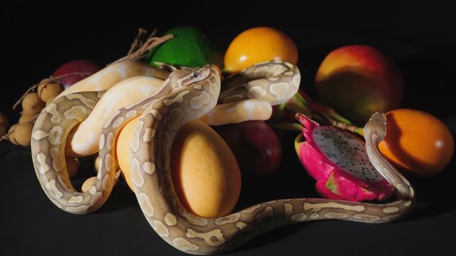 Footage of fresh exotic fruits and ball pythons