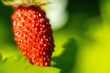 Wild strawberry macro, soft focus on foreground.