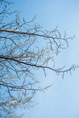 Tree branches picrasma gassioides without leaves on blue sky