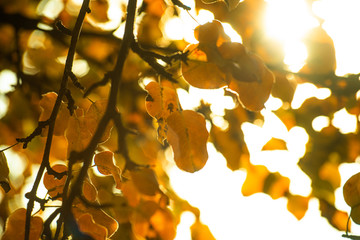 Abstract background with autumn leaves with yellow glare is close