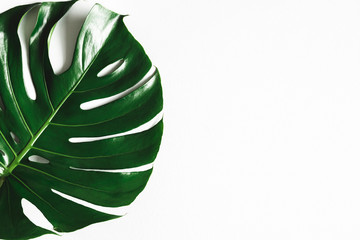Summer composition. Monstera leaf on white background. Summer concept. Flat lay, top view, copy space