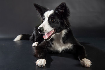 Border Collie puppy 