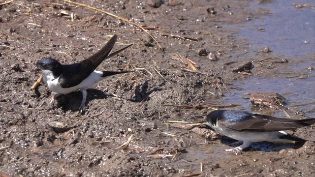 Mehlschwalben (Delichon urbicum) sammeln Nistmaterial an Pf&uuml;tze