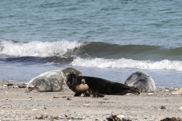 Fototapeta premium kegelrobbe auf Helgoland