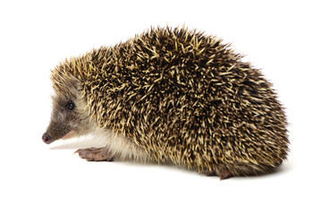 Hedgehog isolate on white background