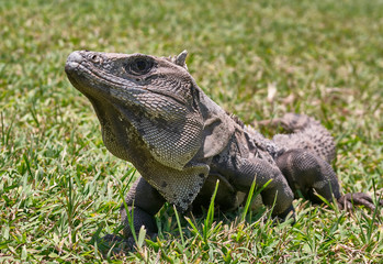 Iguana in Mexico