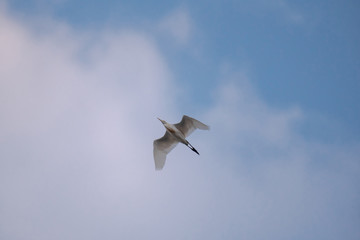 Bird flying on the sky.