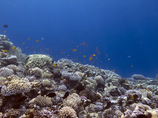 The Best Coral Reef Locations: Red Sea are the largest natural structures in the world