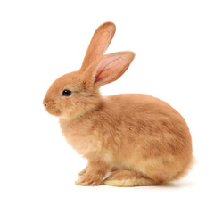 Fototapeta premium orange rabbit on white background 