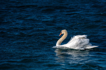 White swan swimming in the blue lake, close up view