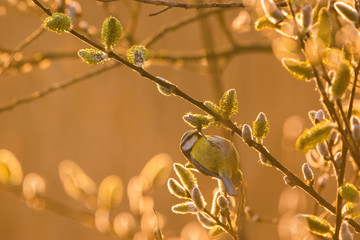 Eurasian blue tit - Cyanistes caeruleus on tree branch soft backlight