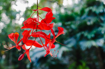Red color Pride of Burma flowers (Amherstia nobilis) hanging from its tree with bokeh background...