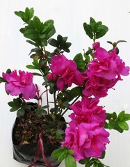 Nice flower image, this image is a close caption. Image taken at Darjeeling in India.