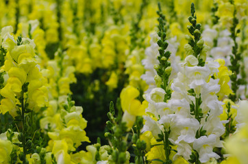 Colorful snapdragon flowers in garden for spring season concept.