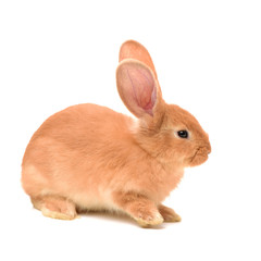 Naklejka premium pomarańczowy królik na białym tle