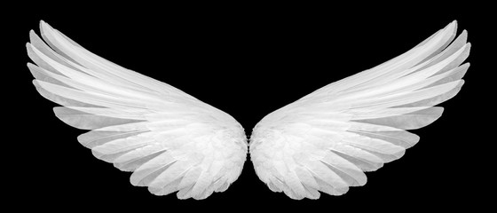 Fototapeta na wymiar white wings isolated on a black background