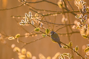 Eurasian blue tit - Cyanistes caeruleus on tree branch soft backlight
