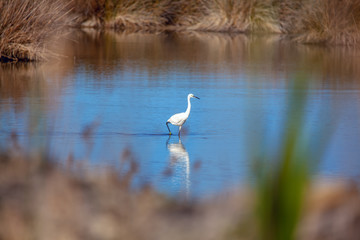 white heron into the wild nature