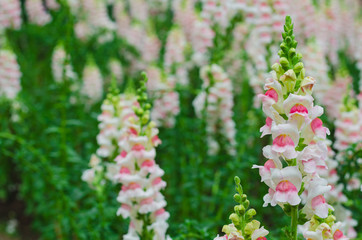 Colorful snapdragon flowers in garden for spring season concept.