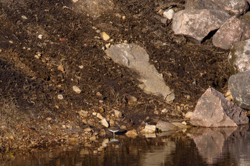 Green sandpiper bird, Tringa ochropus. Birdwatching in Lubana, Latvia.