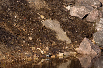 Green sandpiper bird, Tringa ochropus. Birdwatching in Lubana, Latvia.